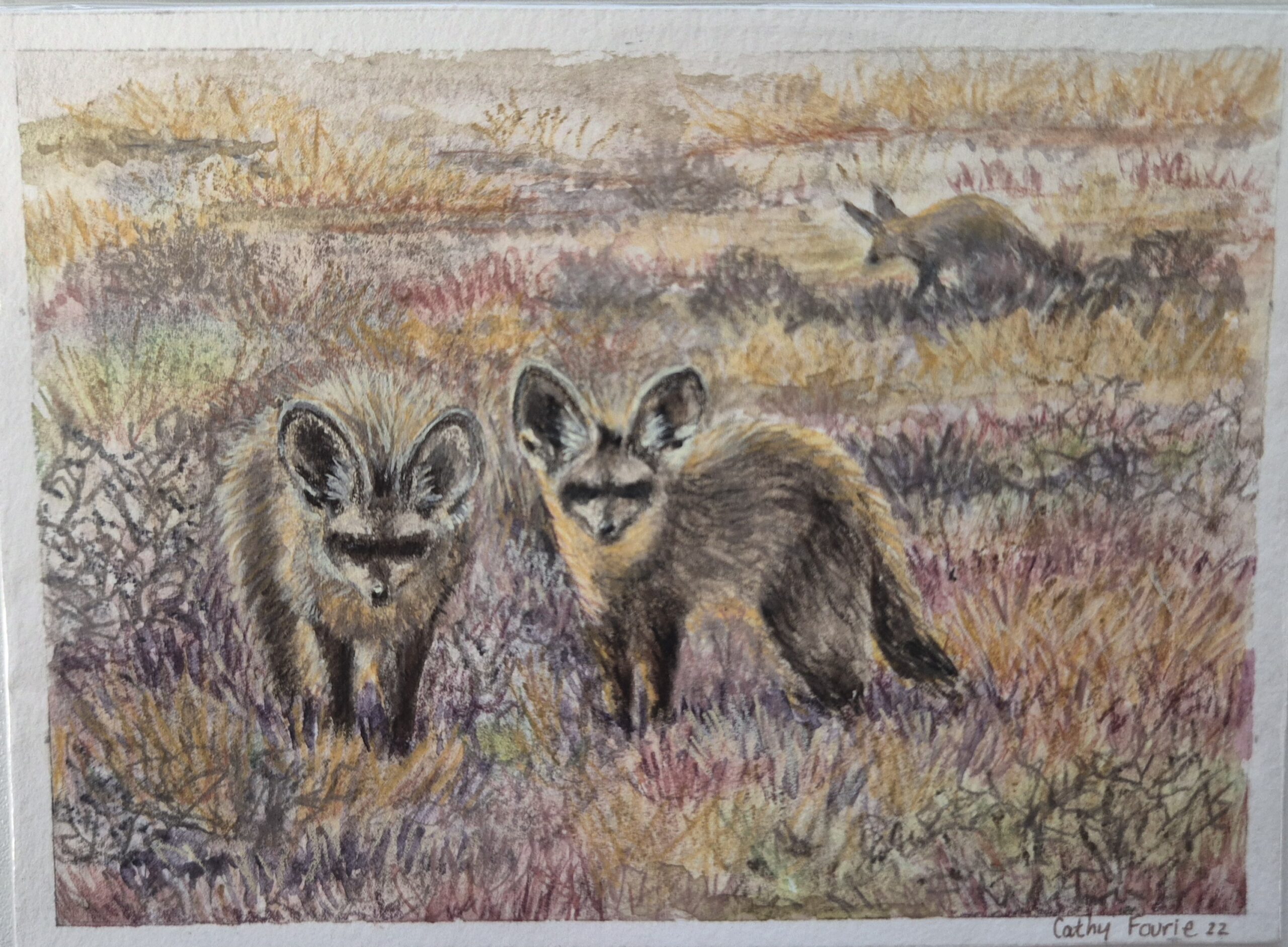 WAY Sketch for Wildlife 2022 - Bat Eared Foxes by Cathy Fourie