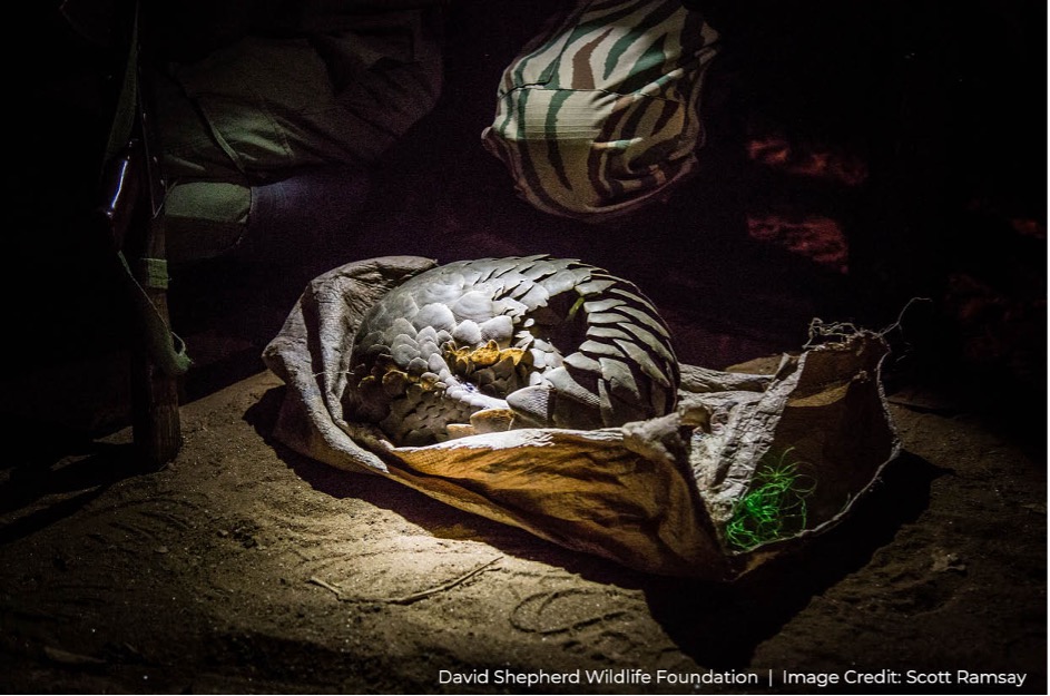 Scales of Injustice: Pangolins in Peril | David Shepherd Wildlife