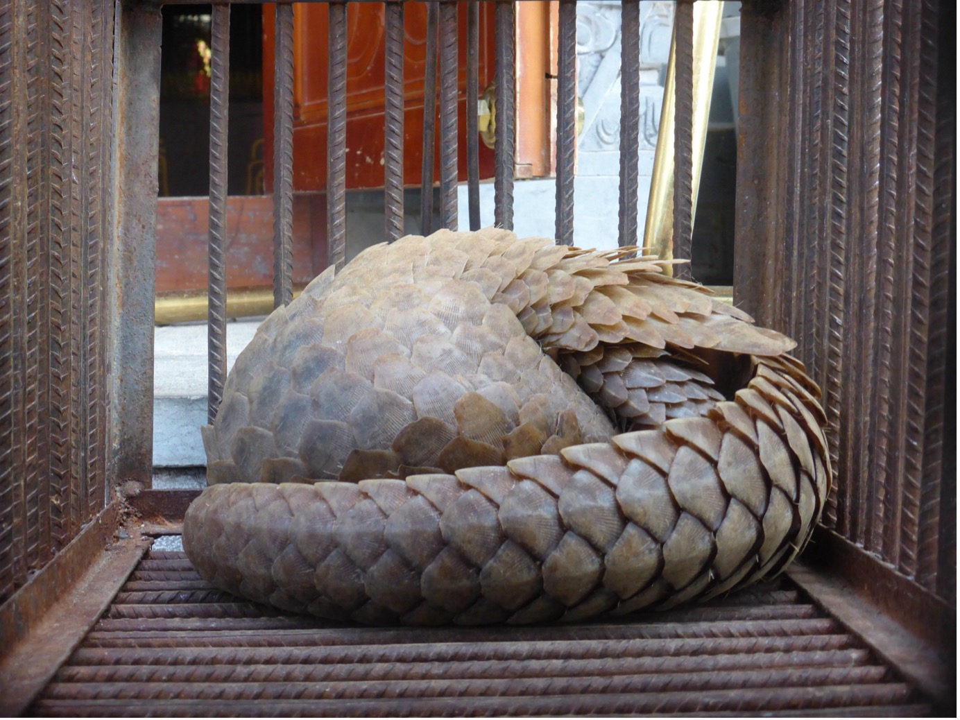 Scales of Injustice: Pangolins in Peril | David Shepherd Wildlife