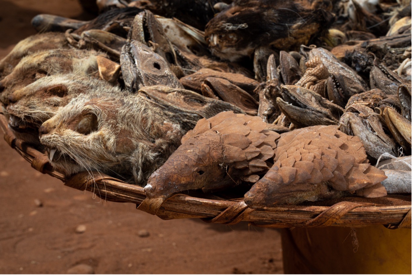 Scales of Injustice: Pangolins in Peril | David Shepherd Wildlife