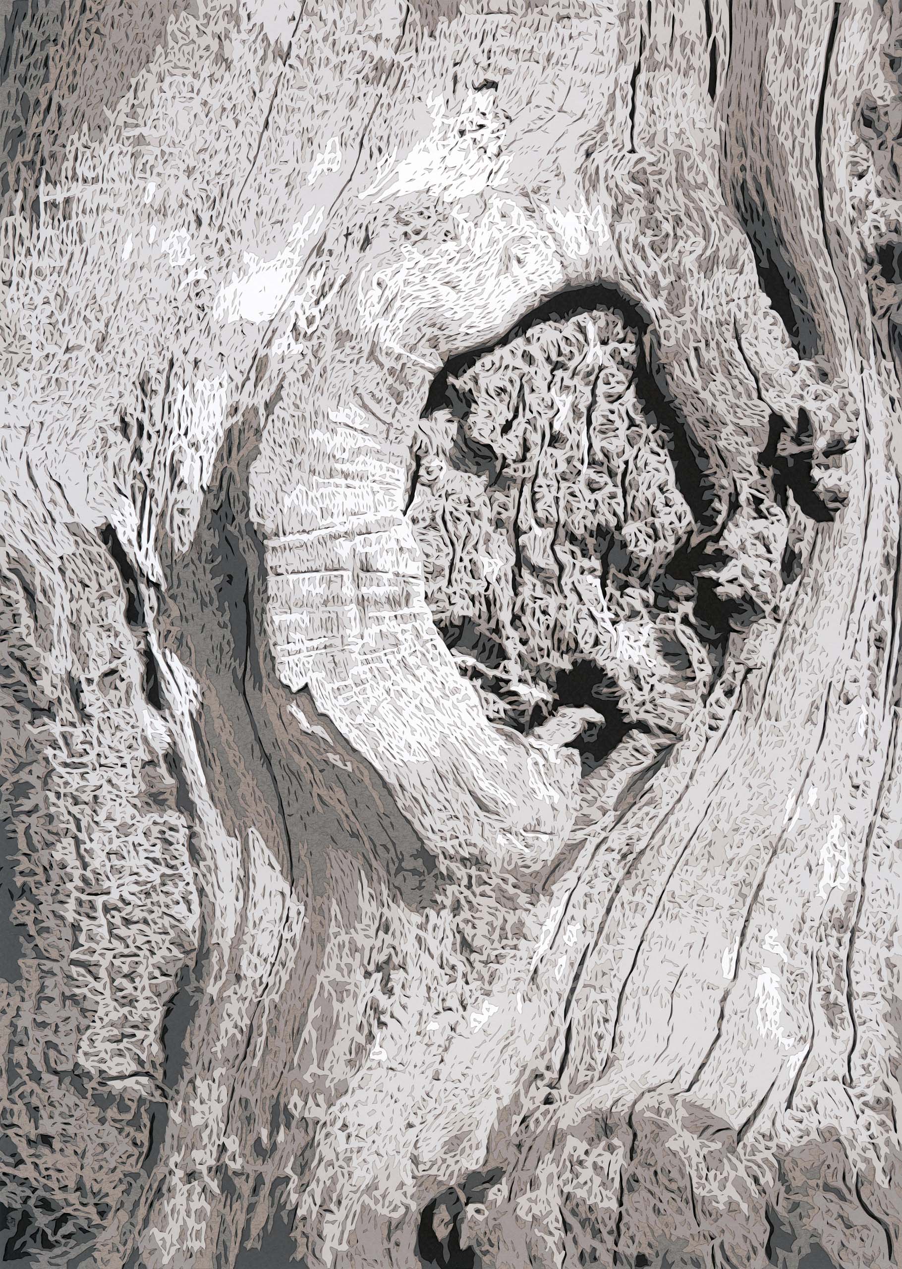 The Old Oak Tree
