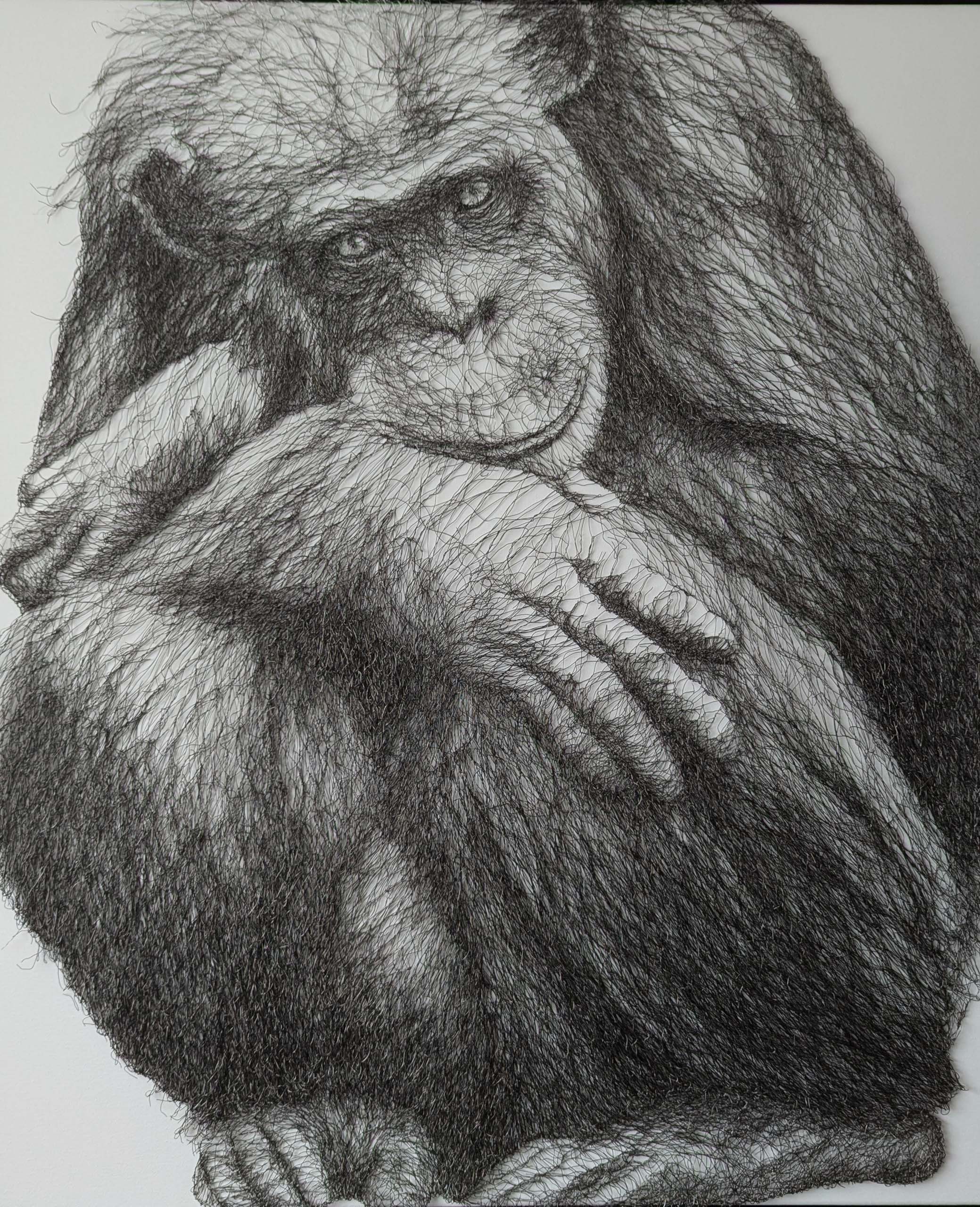 Chimpanzee II