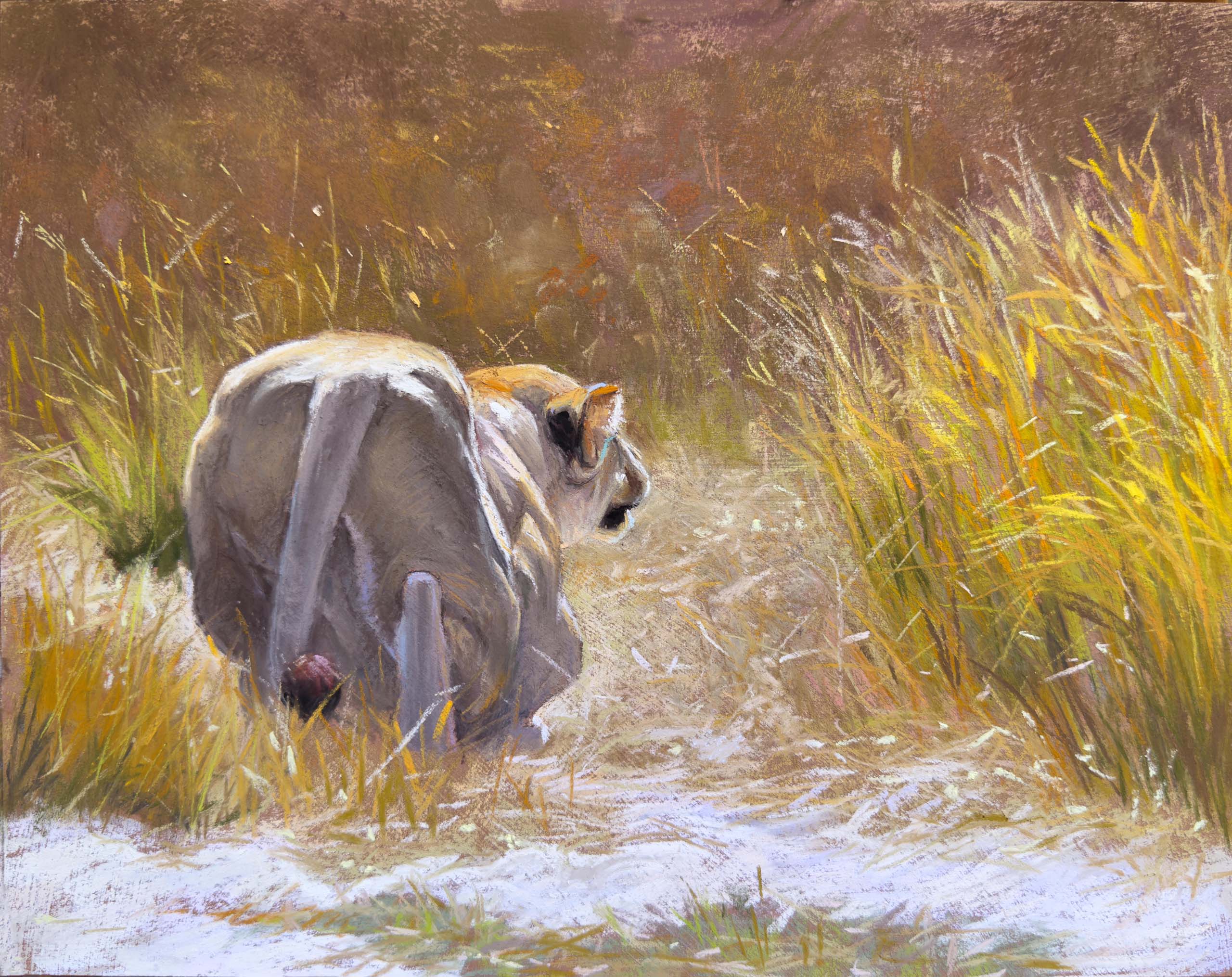 Cat Crawl