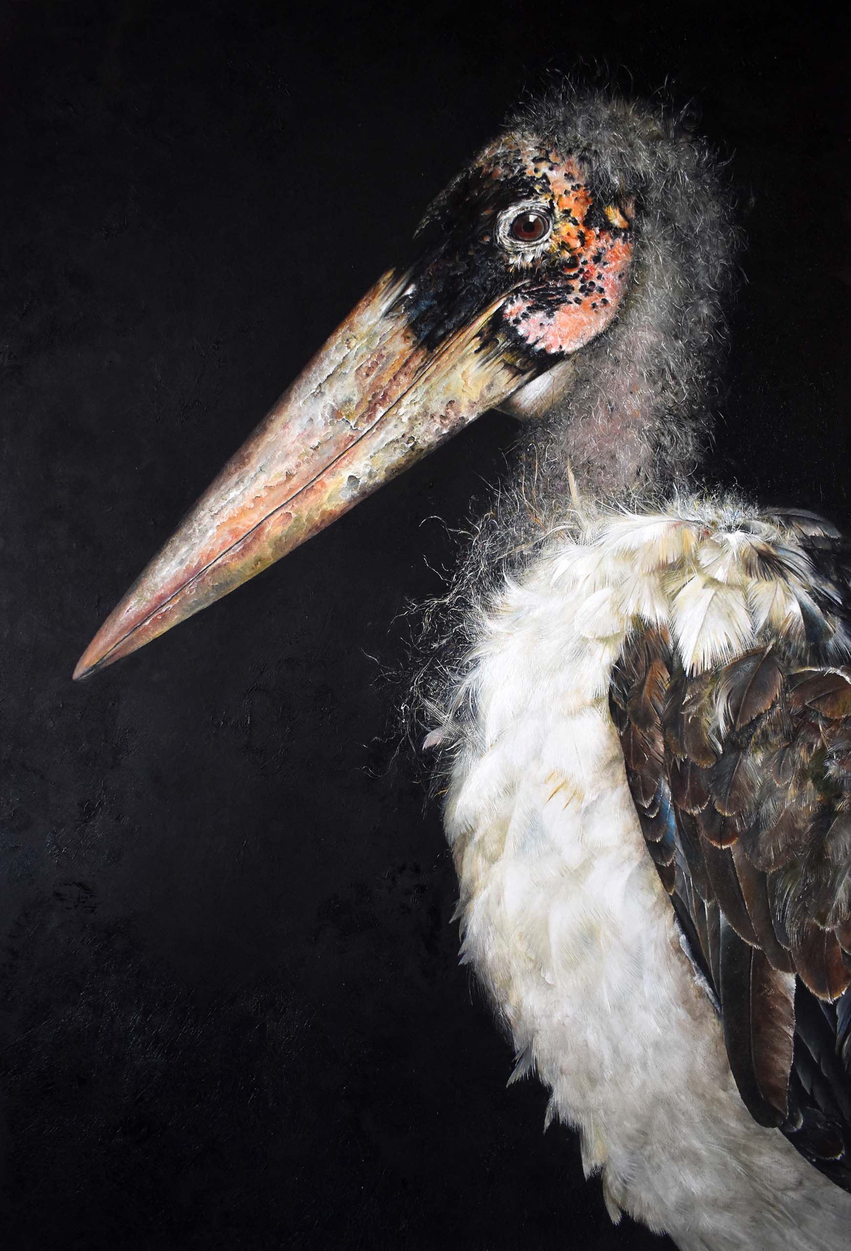Marabou II