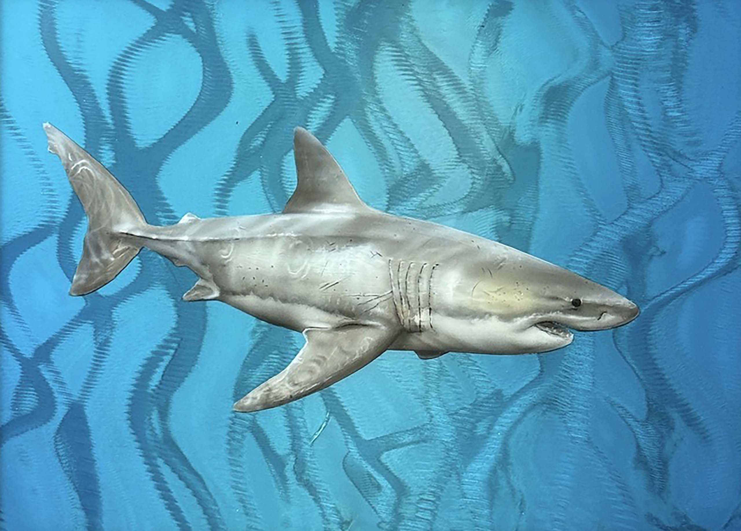 Great White Ripple