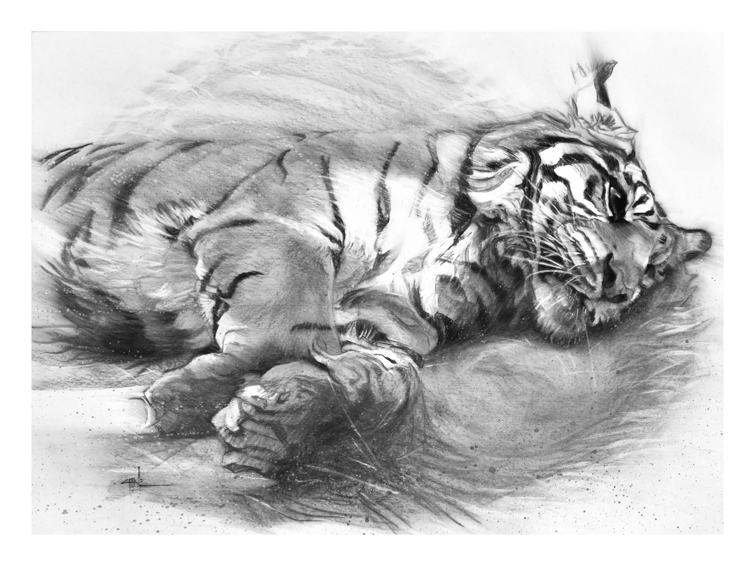 Resting Tiger
