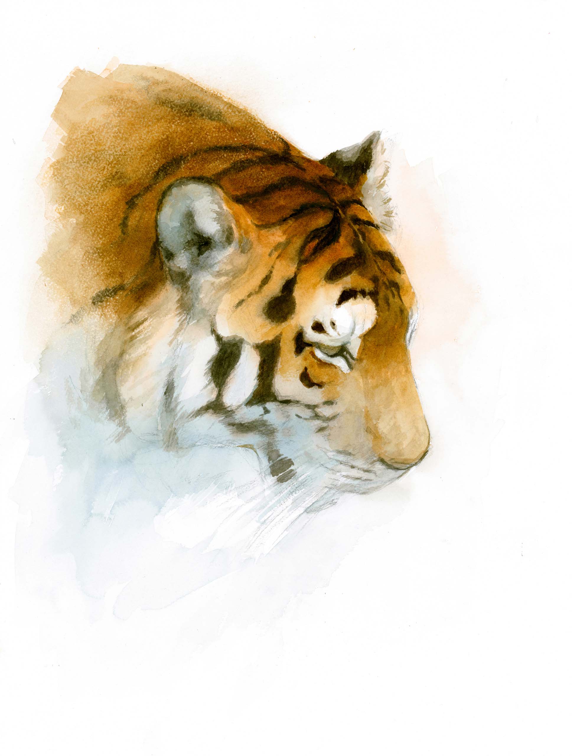 Amur Tiger in Winter