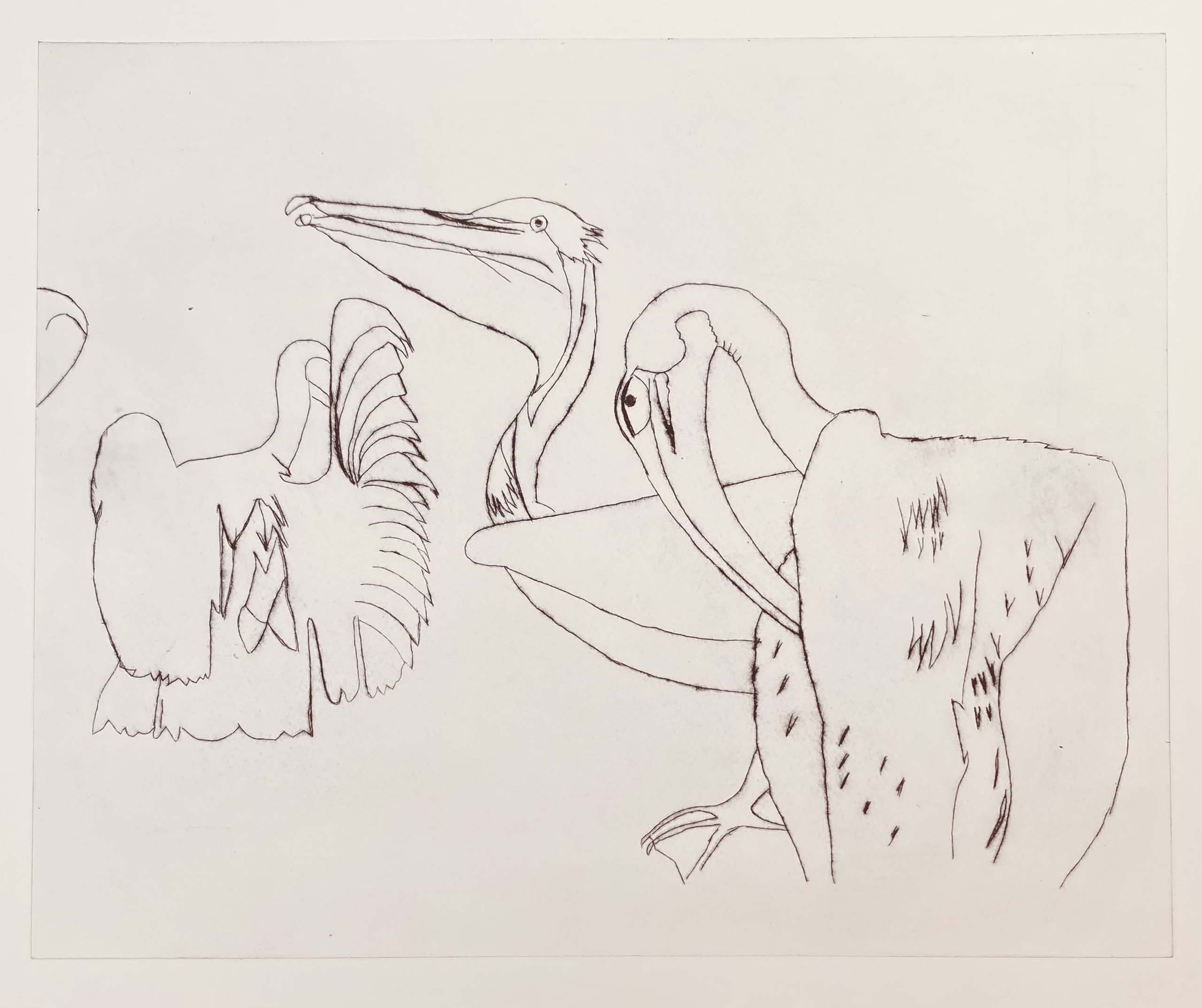 Pelicans Grooming