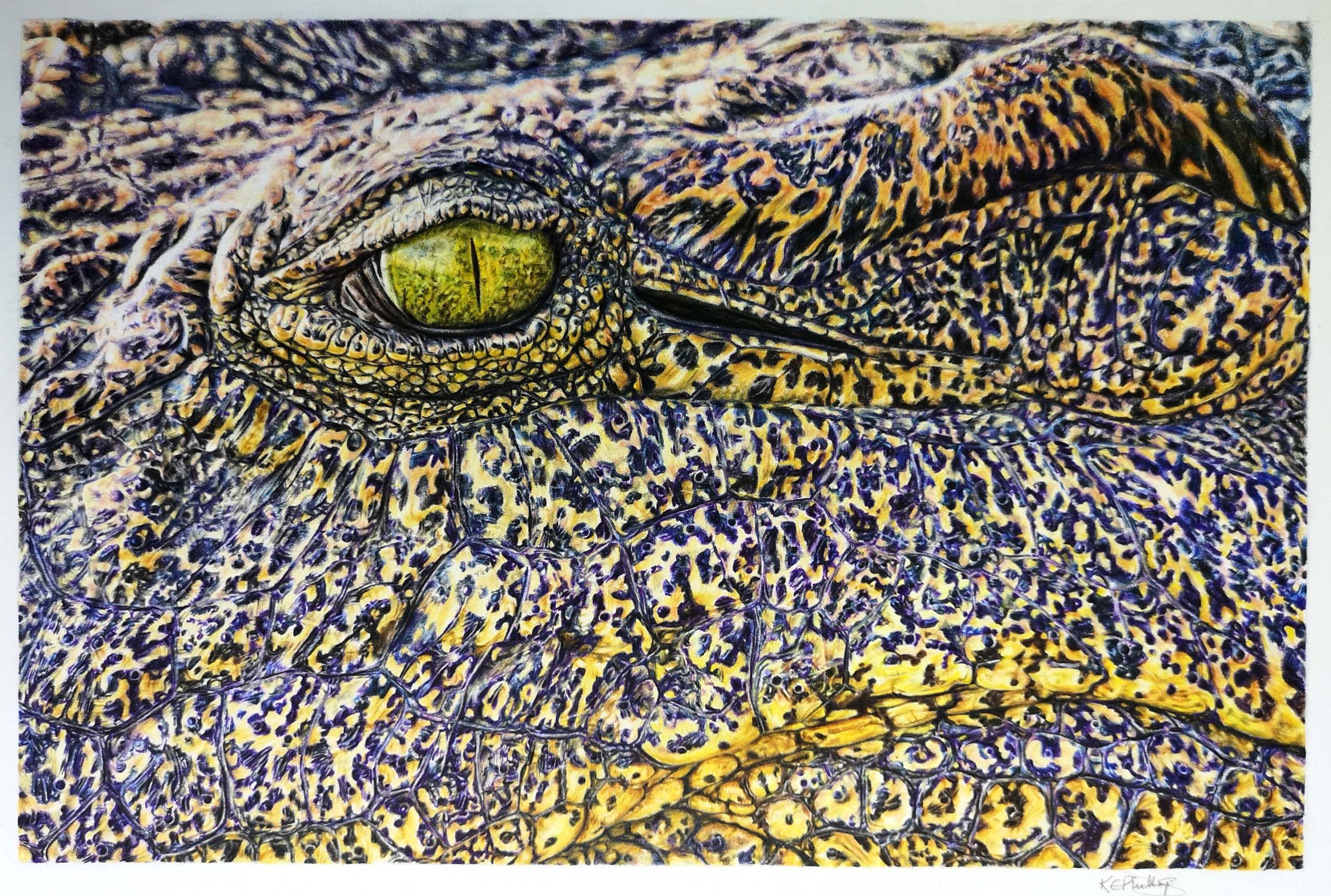 Crocodile Contours