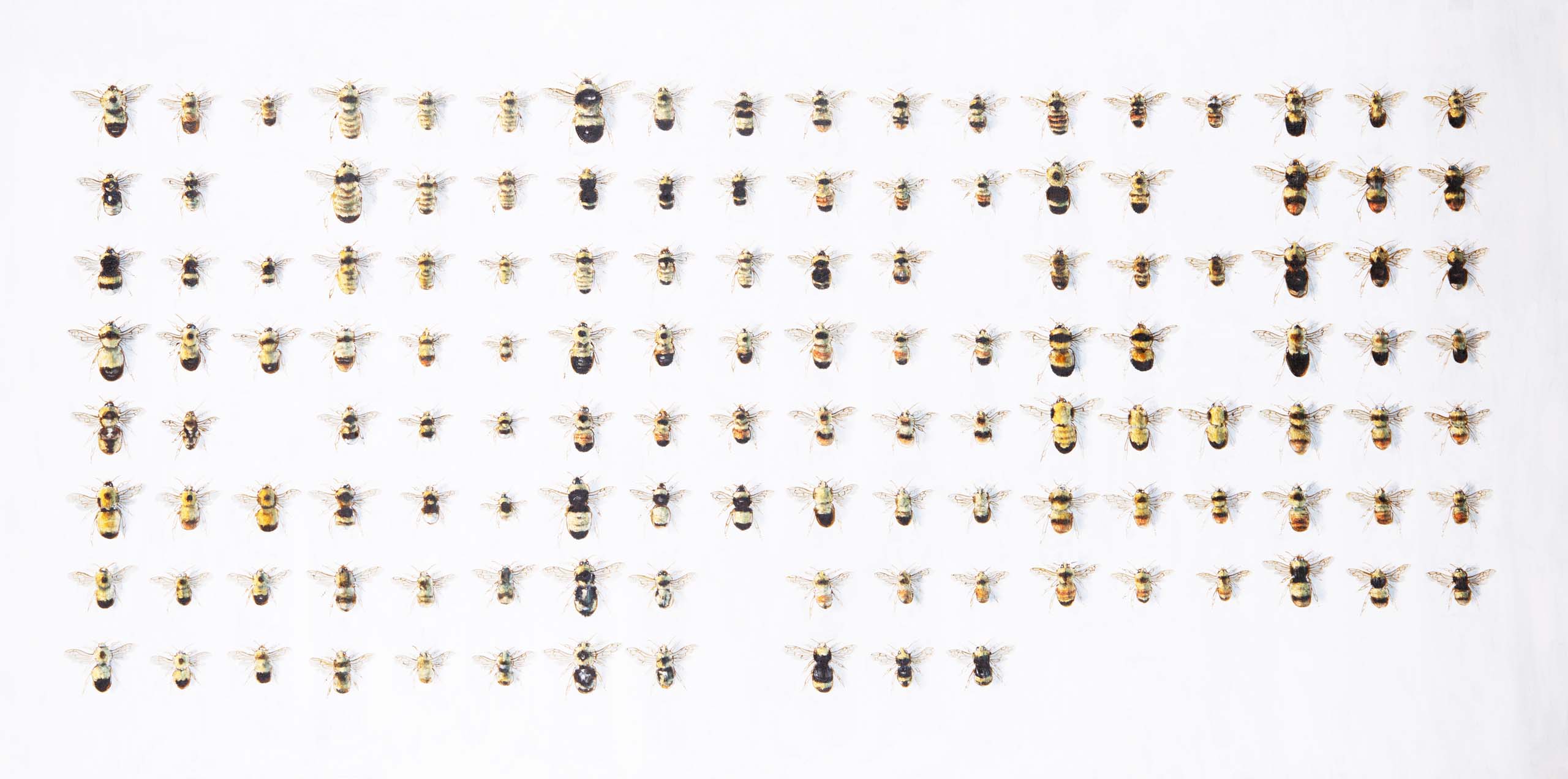 Bombus Americana