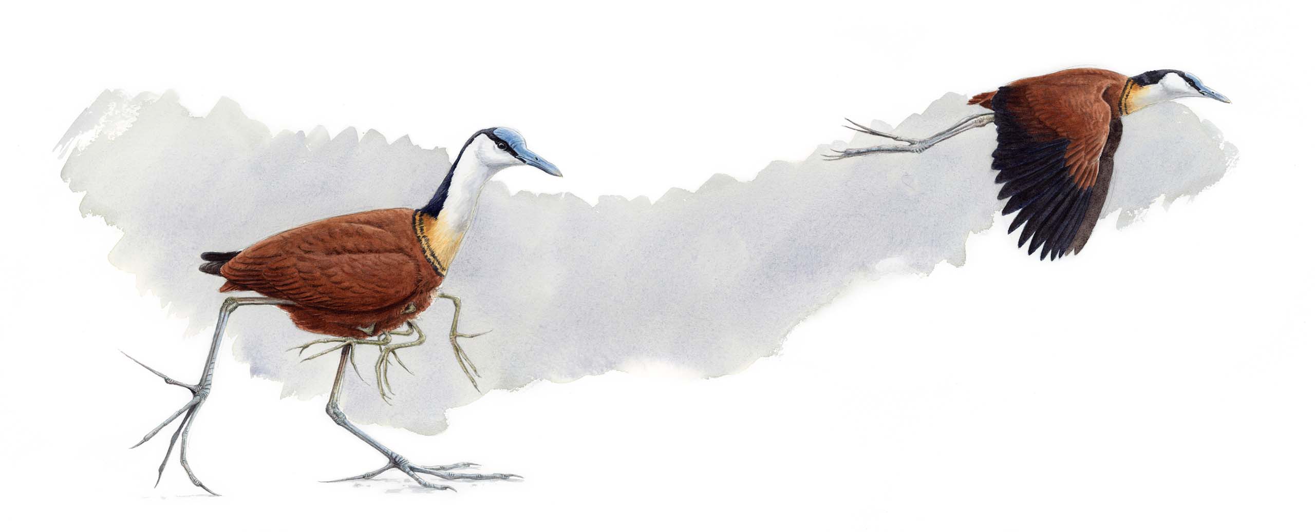 African Jacana