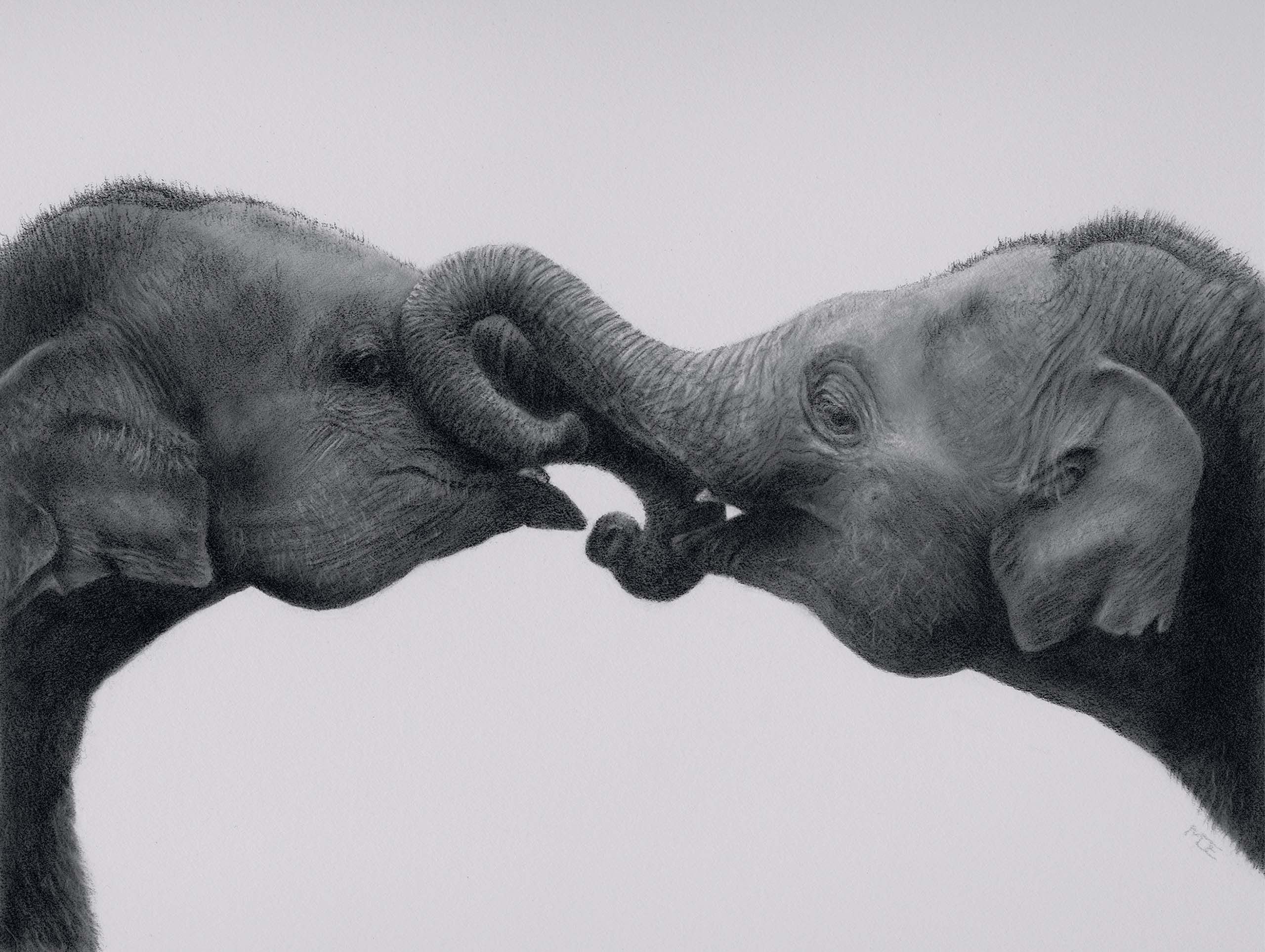 Baby Elephants Playing