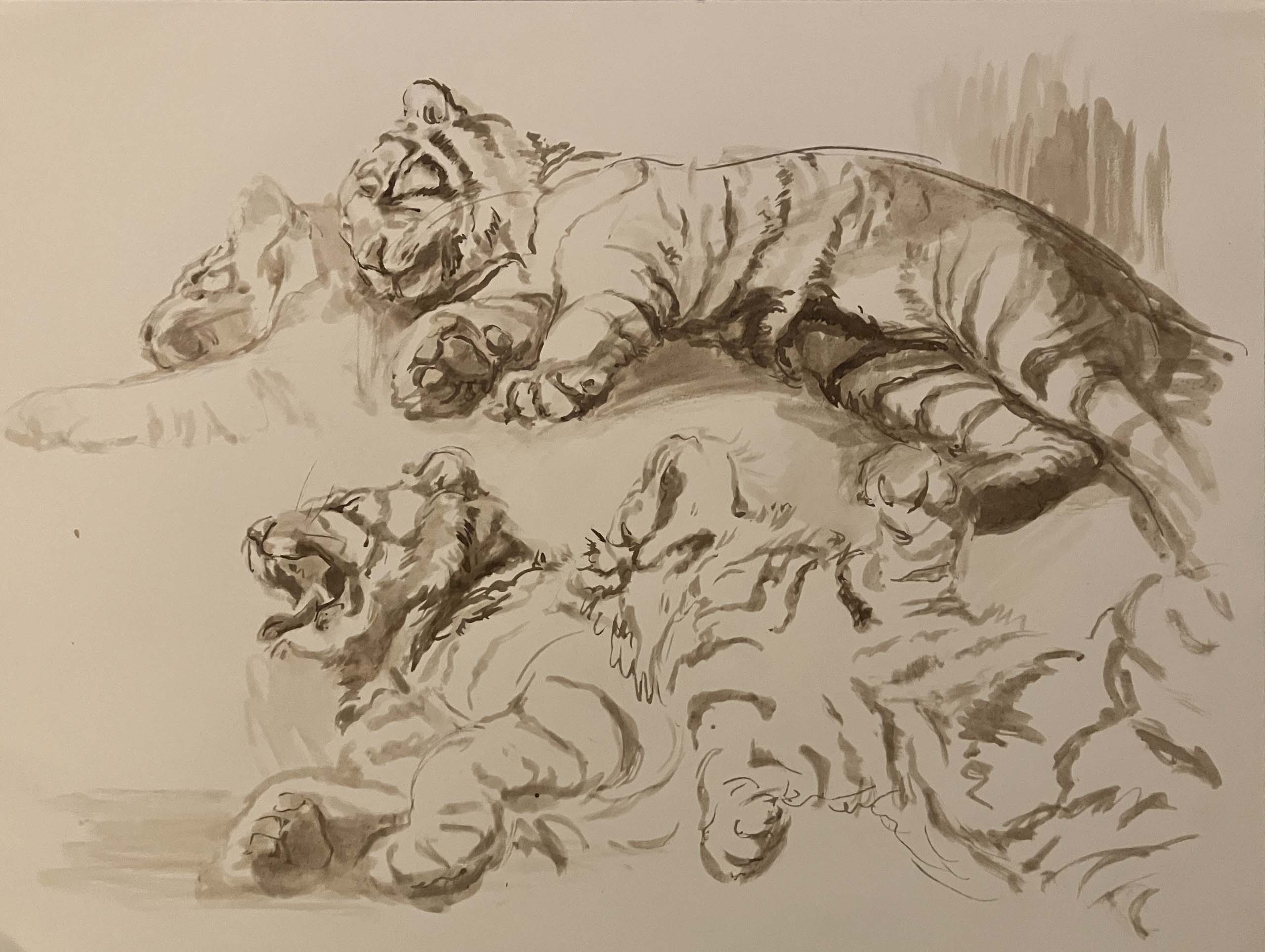 Sumatran Tiger Resting