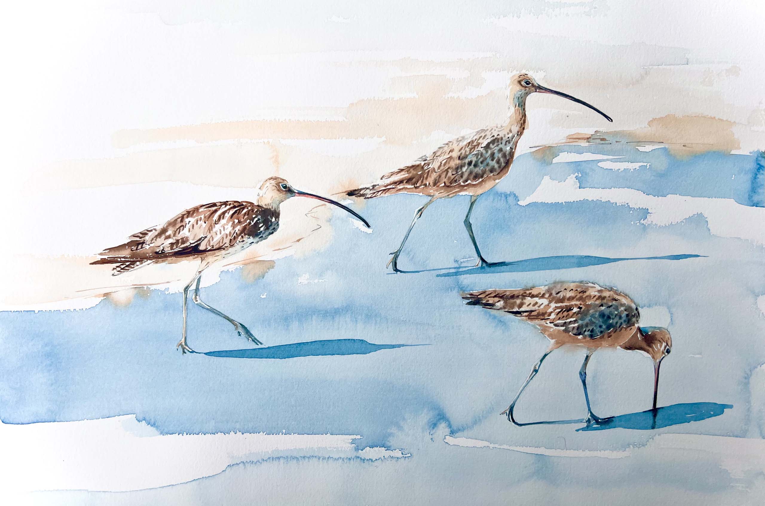 Where Curlews Remain