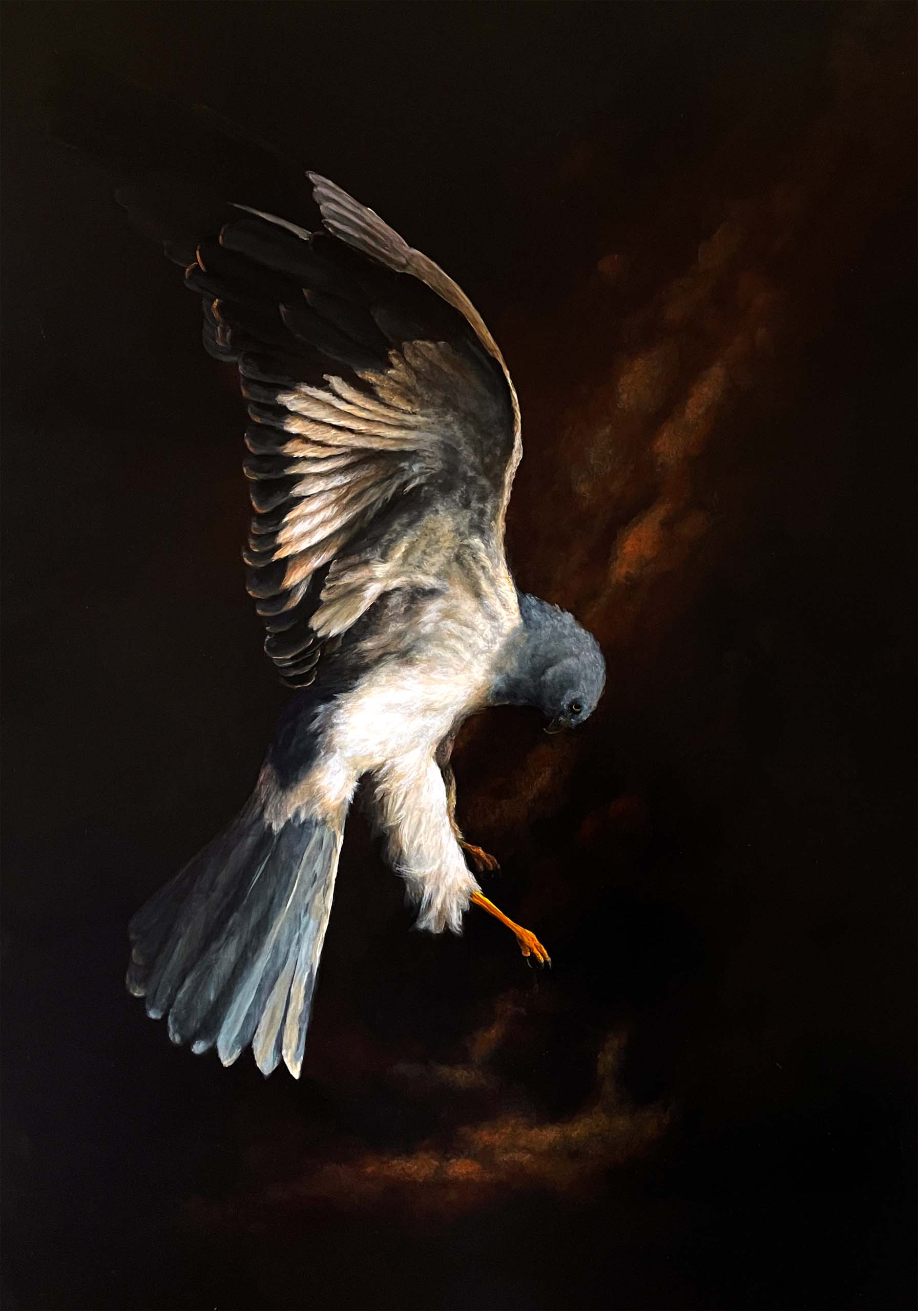 Hen Harrier