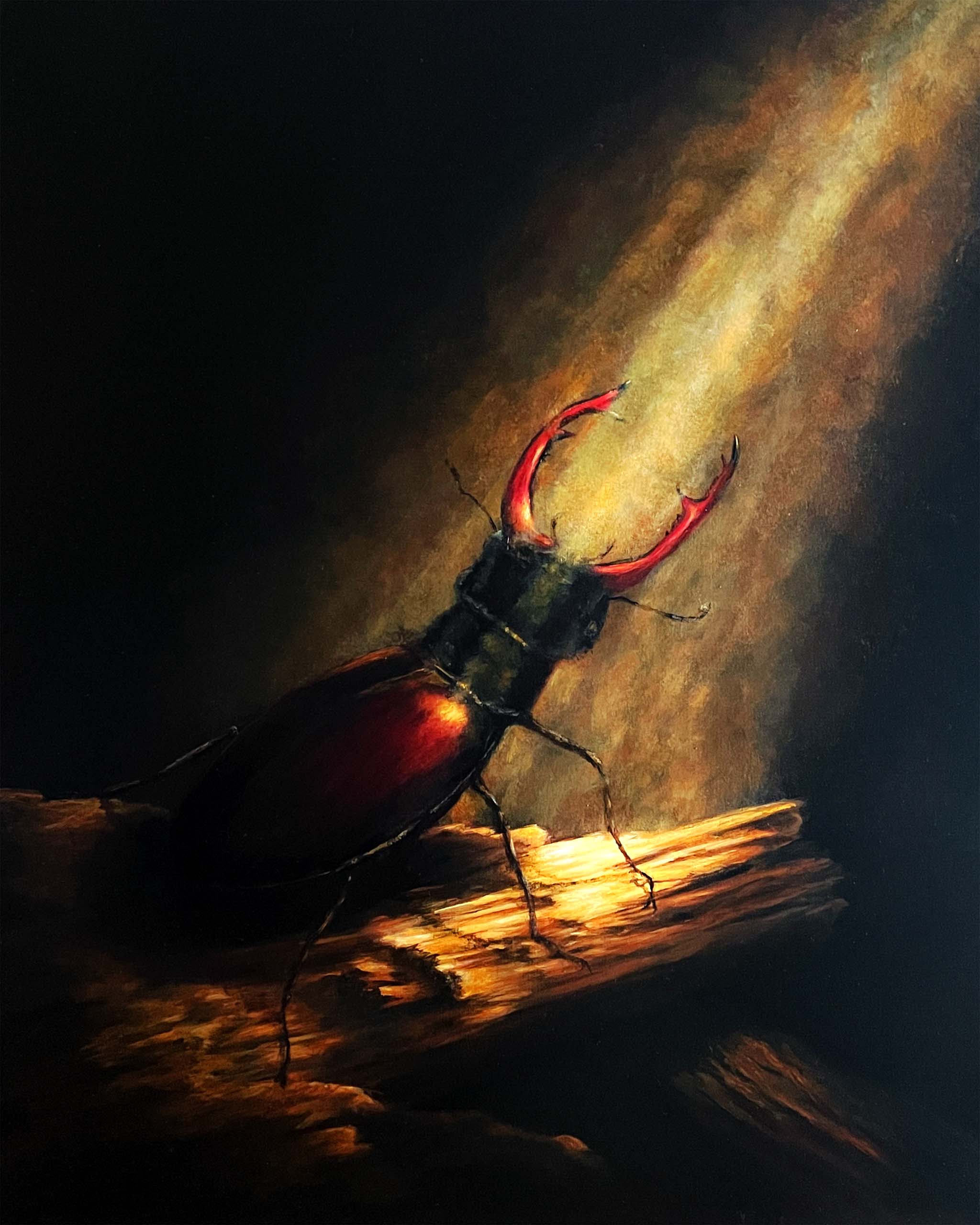 Stag Beetle