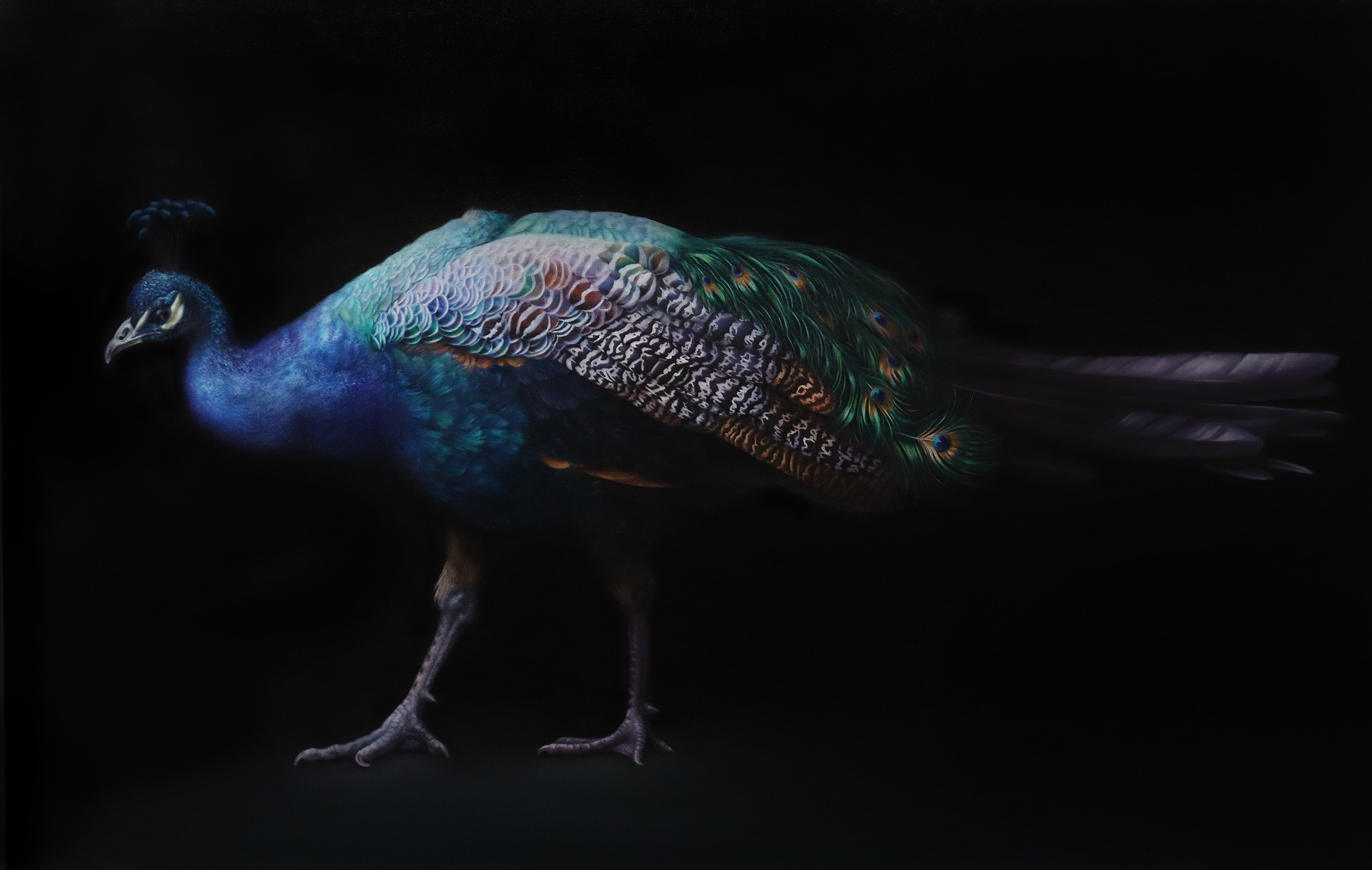 Study of a Peacock