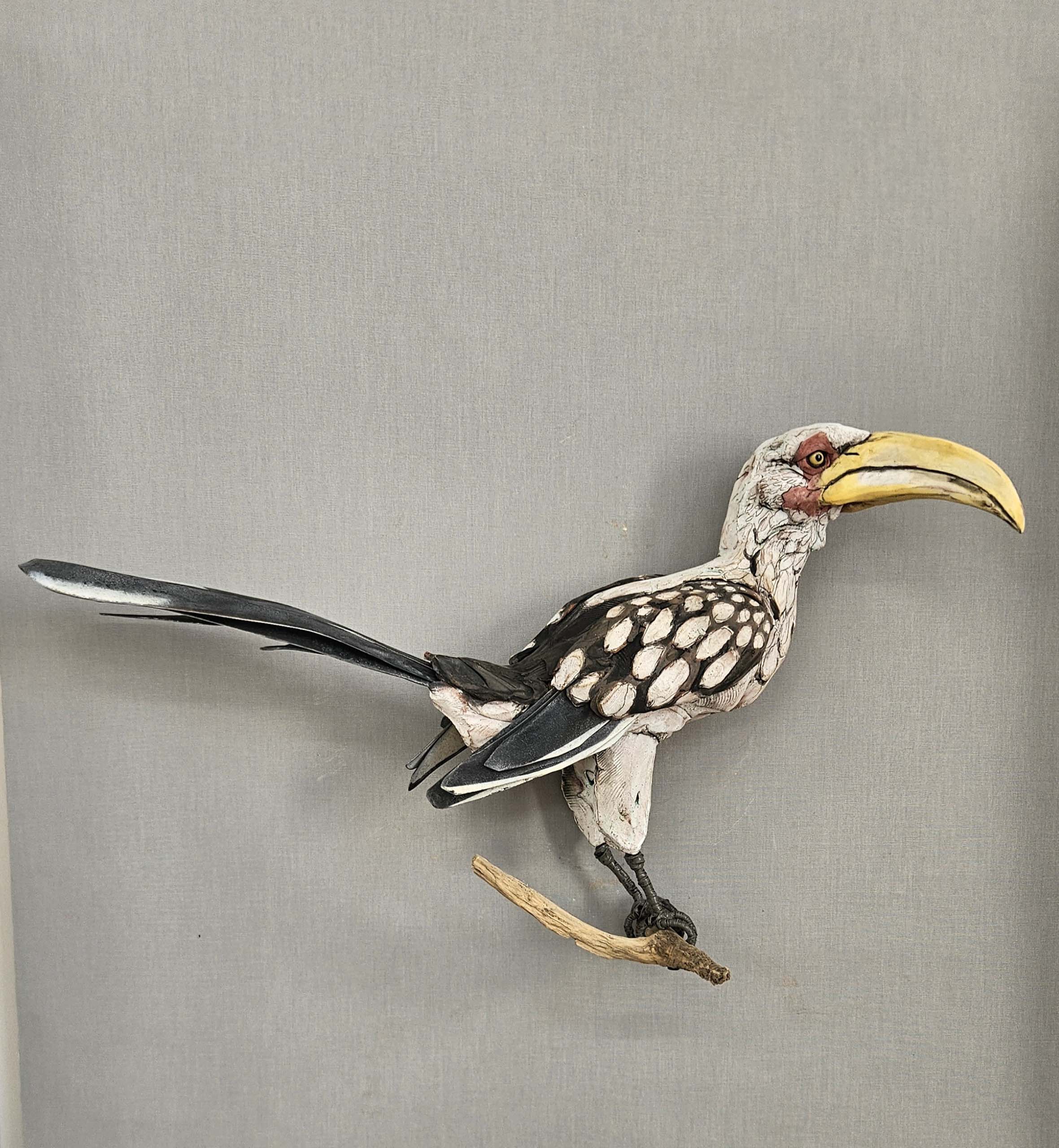 Southern Yellow-billed Hornbill