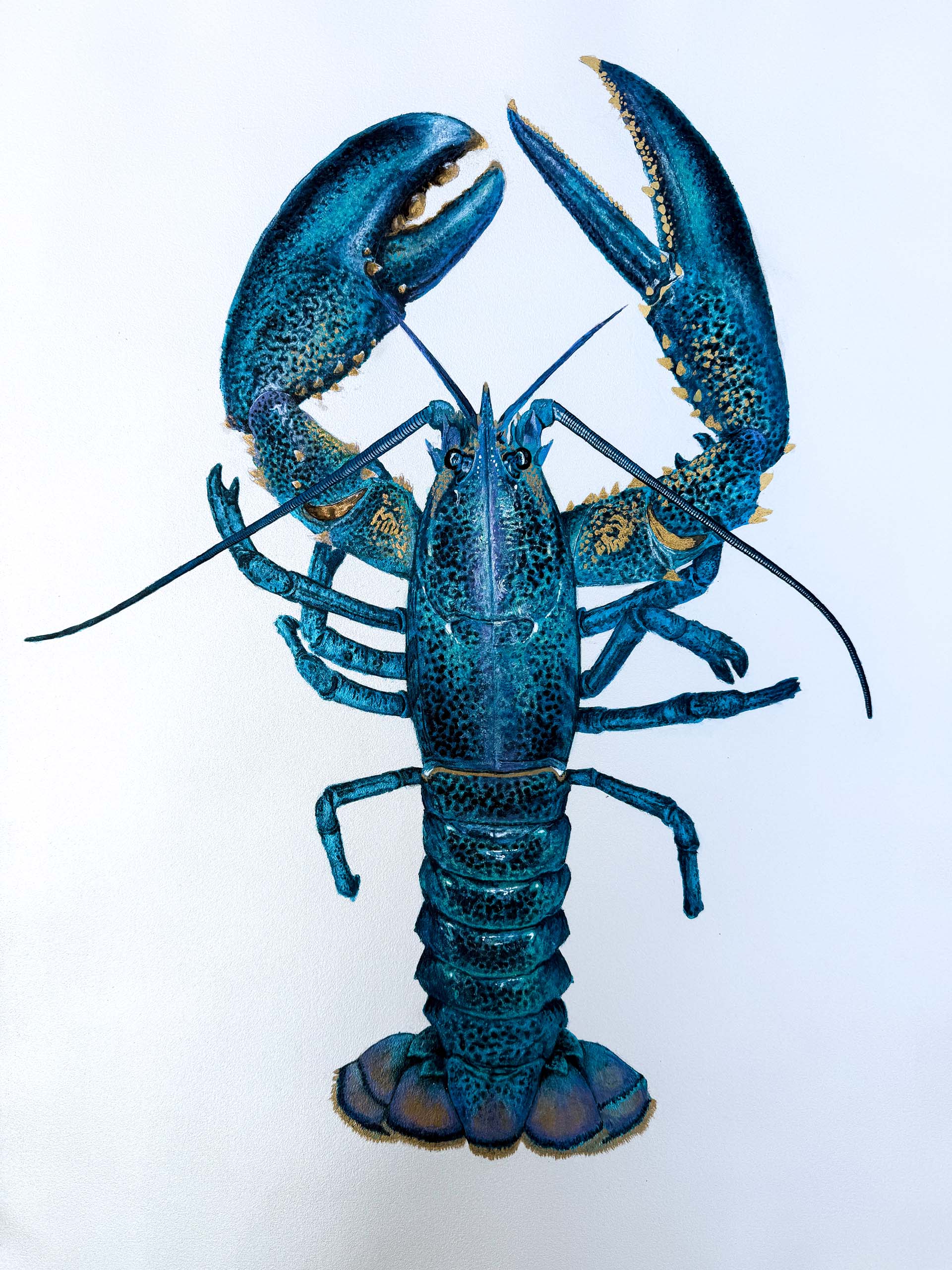 Lobster