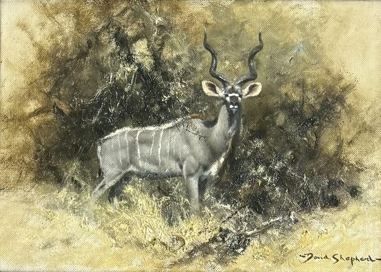 Bull Kudu