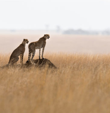 David Shepherd Wildlife Foundation