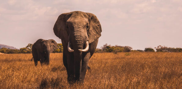 David Shepherd Wildlife Foundation