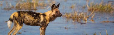 Painted Dog - Painted Dog Conservation