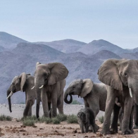 David Shepherd Wildlife Foundation