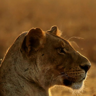 David Shepherd Wildlife Foundation