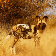 David Shepherd Wildlife Foundation