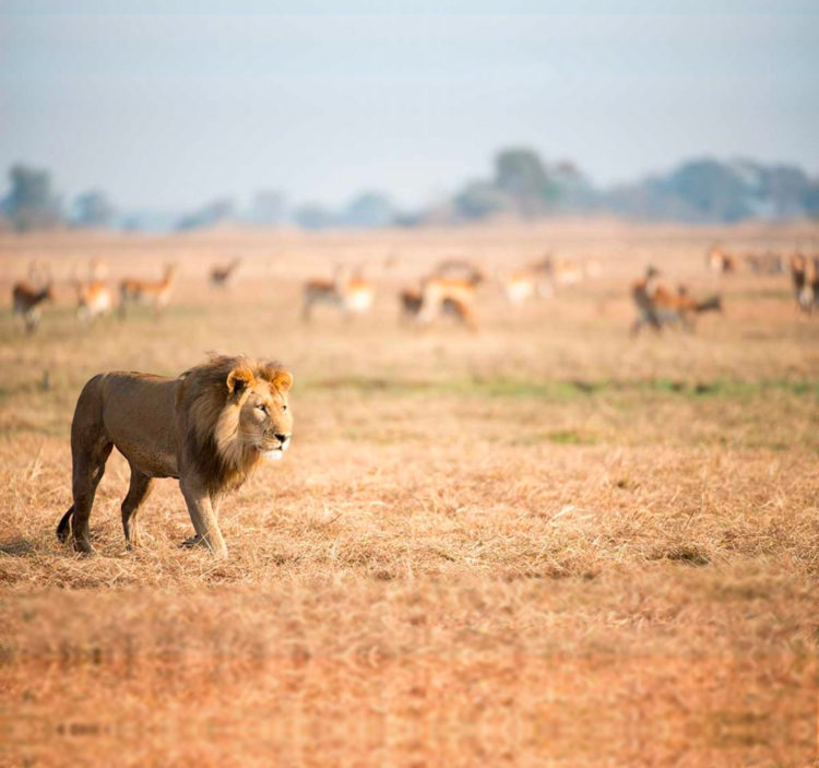 Top 10 Interesting Facts About Lions David Shepherd Wildlife Foundation Top 10 Interesting Facts About Lions David Shepherd Wildlife Foundation