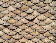 David Shepherd Wildlife Foundation