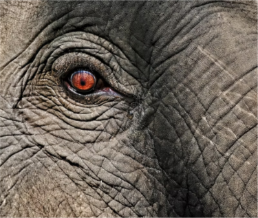 David Shepherd Wildlife Foundation