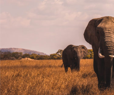 David Shepherd Wildlife Foundation