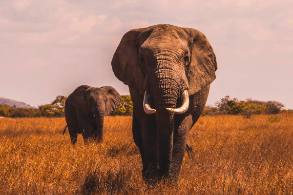 David Shepherd Wildlife Foundation