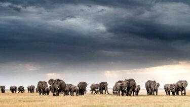 David Shepherd Wildlife Foundation