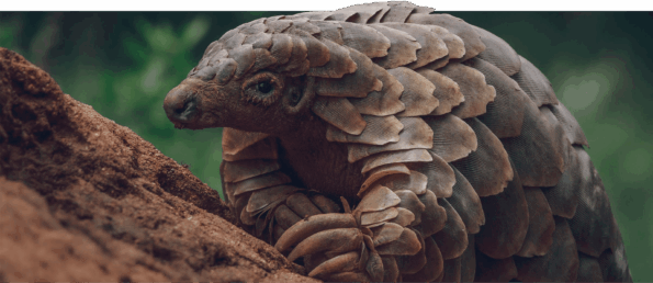 David Shepherd Wildlife Foundation