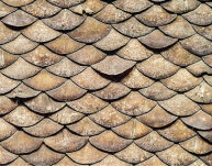 David Shepherd Wildlife Foundation