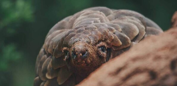 David Shepherd Wildlife Foundation