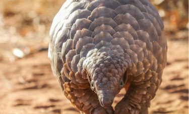 David Shepherd Wildlife Foundation