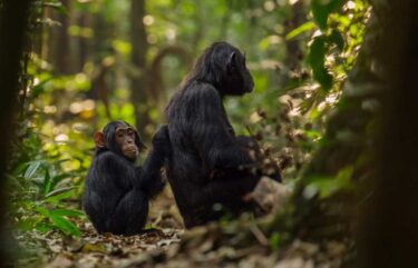 David Shepherd Wildlife Foundation