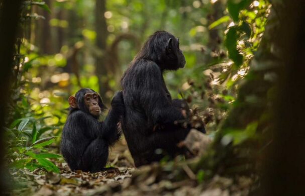 David Shepherd Wildlife Foundation