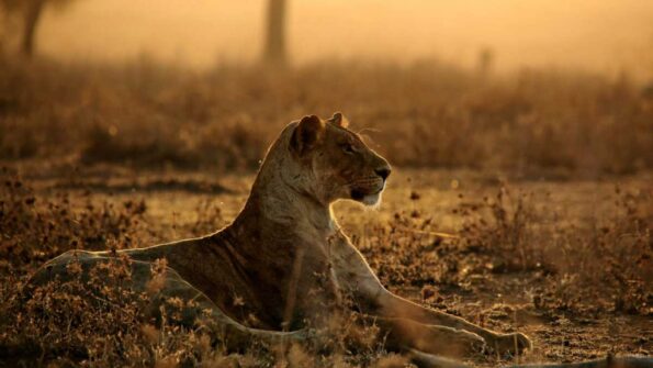 David Shepherd Wildlife Foundation