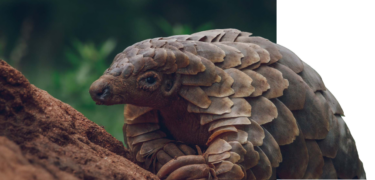 David Shepherd Wildlife Foundation