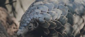 David Shepherd Wildlife Foundation