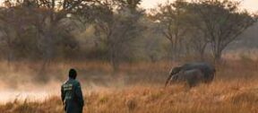 David Shepherd Wildlife Foundation