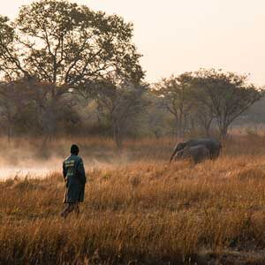 David Shepherd Wildlife Foundation