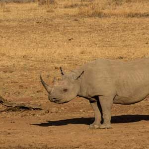 David Shepherd Wildlife Foundation