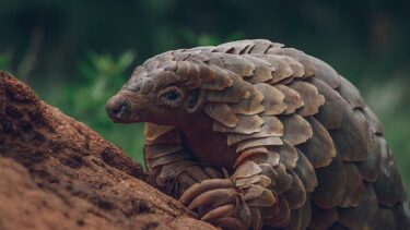 David Shepherd Wildlife Foundation