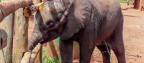 David Shepherd Wildlife Foundation
